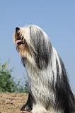 BEARDED COLLIE 189